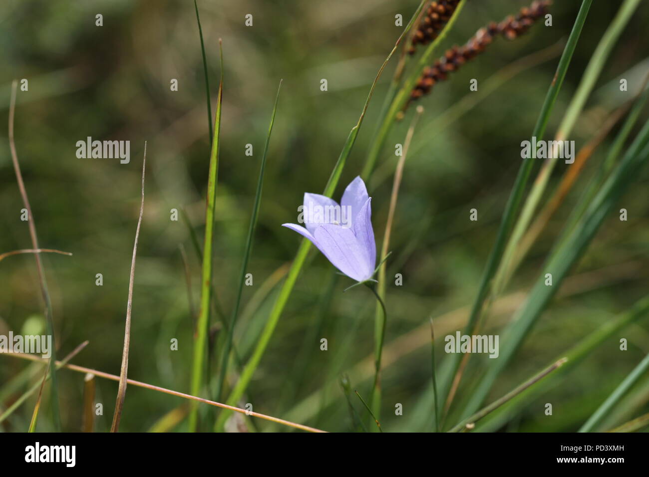 A Harebell (Campanula rotundifolia) growing at Bransbury Common SSSI in Hampshire, UK. Taken in 2018. Stock Photo