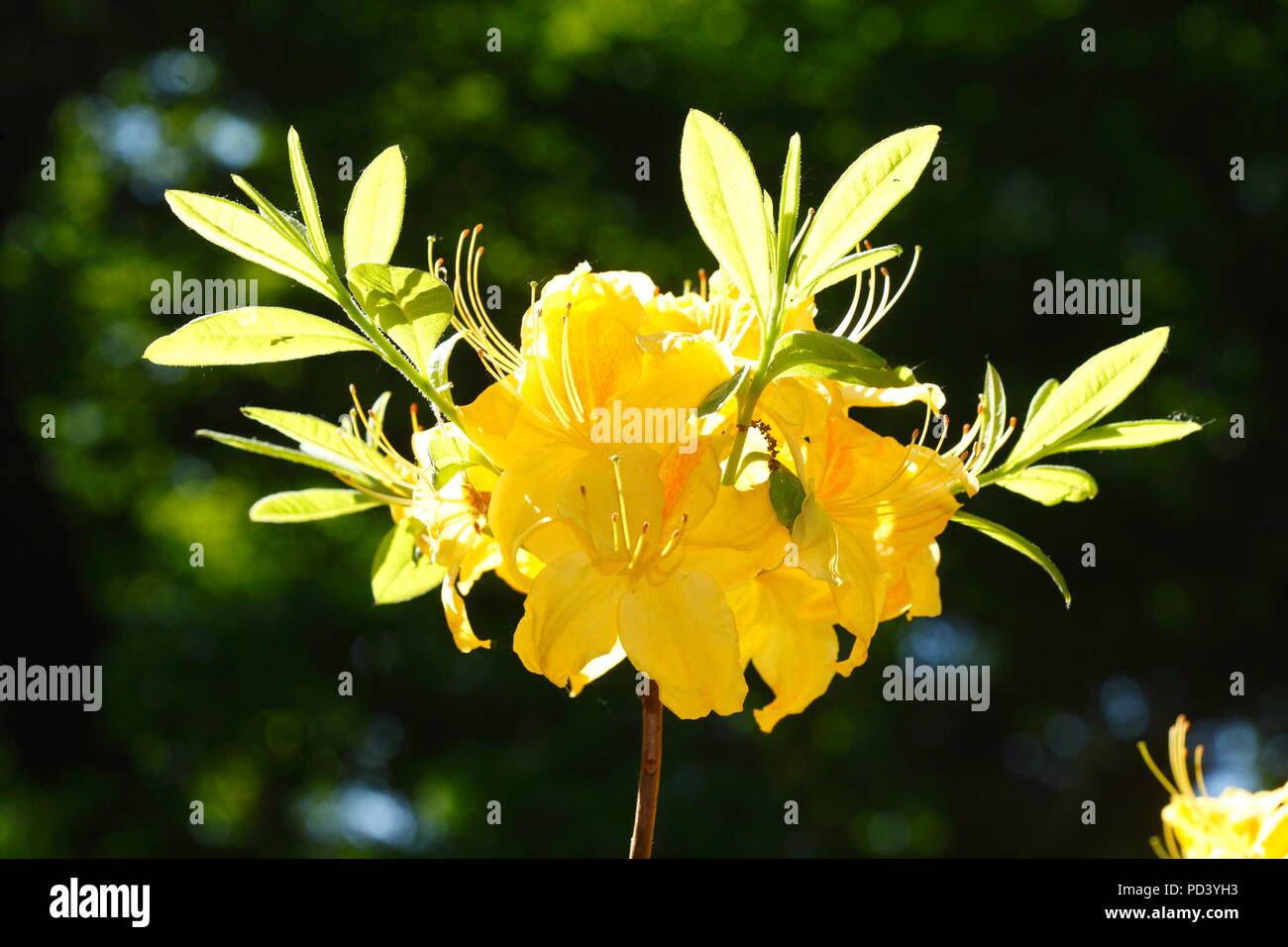 Yellow Azalea-Flowrer Close-Up Stock Photo