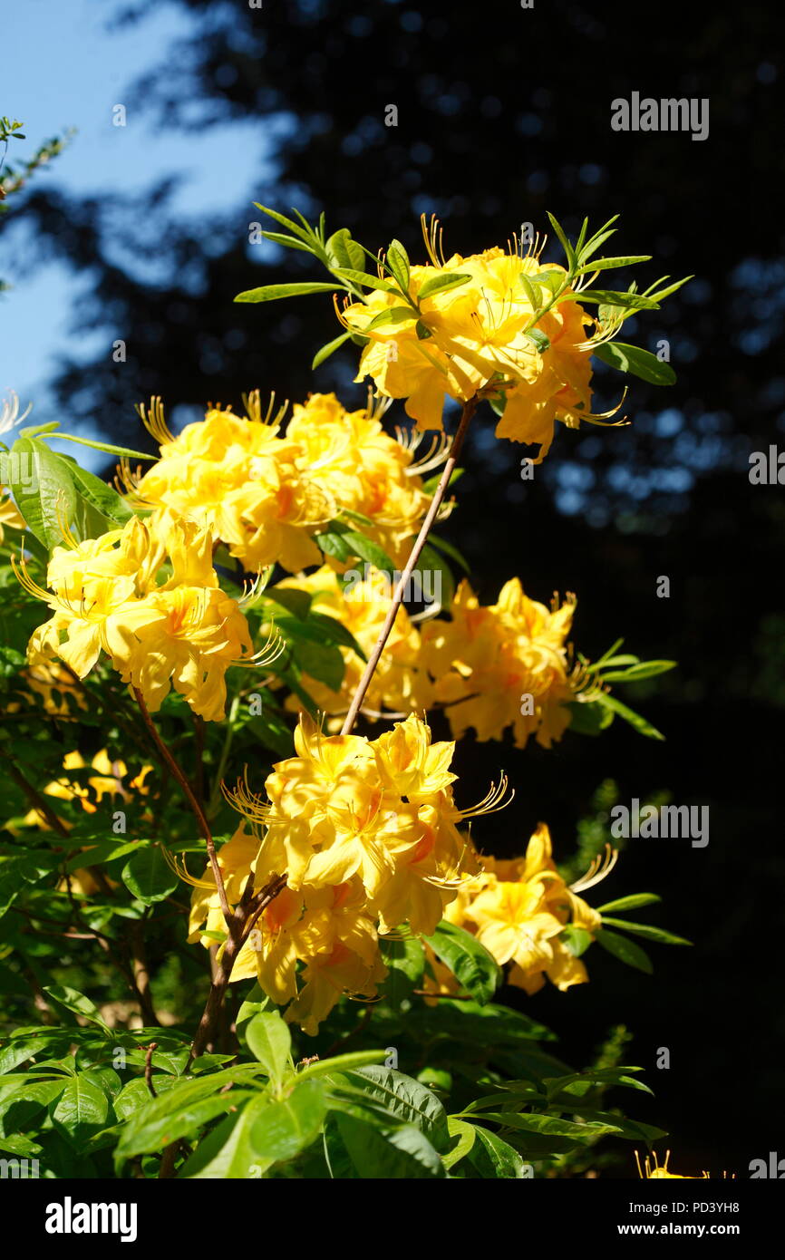 Yellow Azalea-Flowrer Close-Up Stock Photo