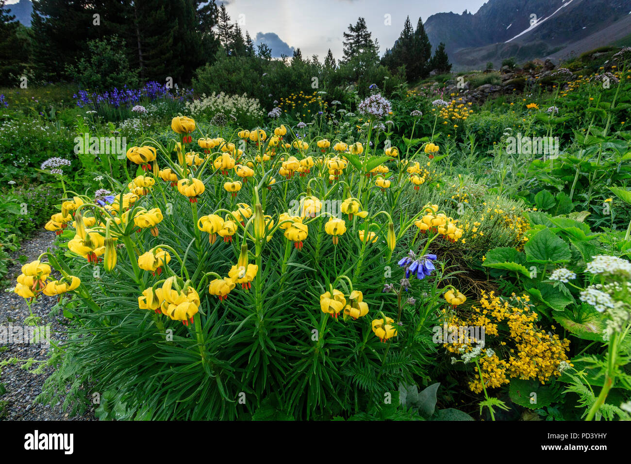 France, Hautes Alpes, Villar d'Arene, Alpine botanical garden of Lautaret, Lilium pyrenaicum or Pyrenean Lily Stock Photo