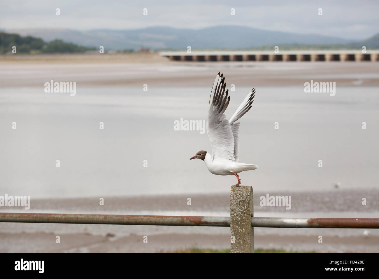 A black-headed gull, Chroicocephalus ridibundus, in summer plumage on the seafront at the village of Arnside in Cumbria North West England UK GB Stock Photo