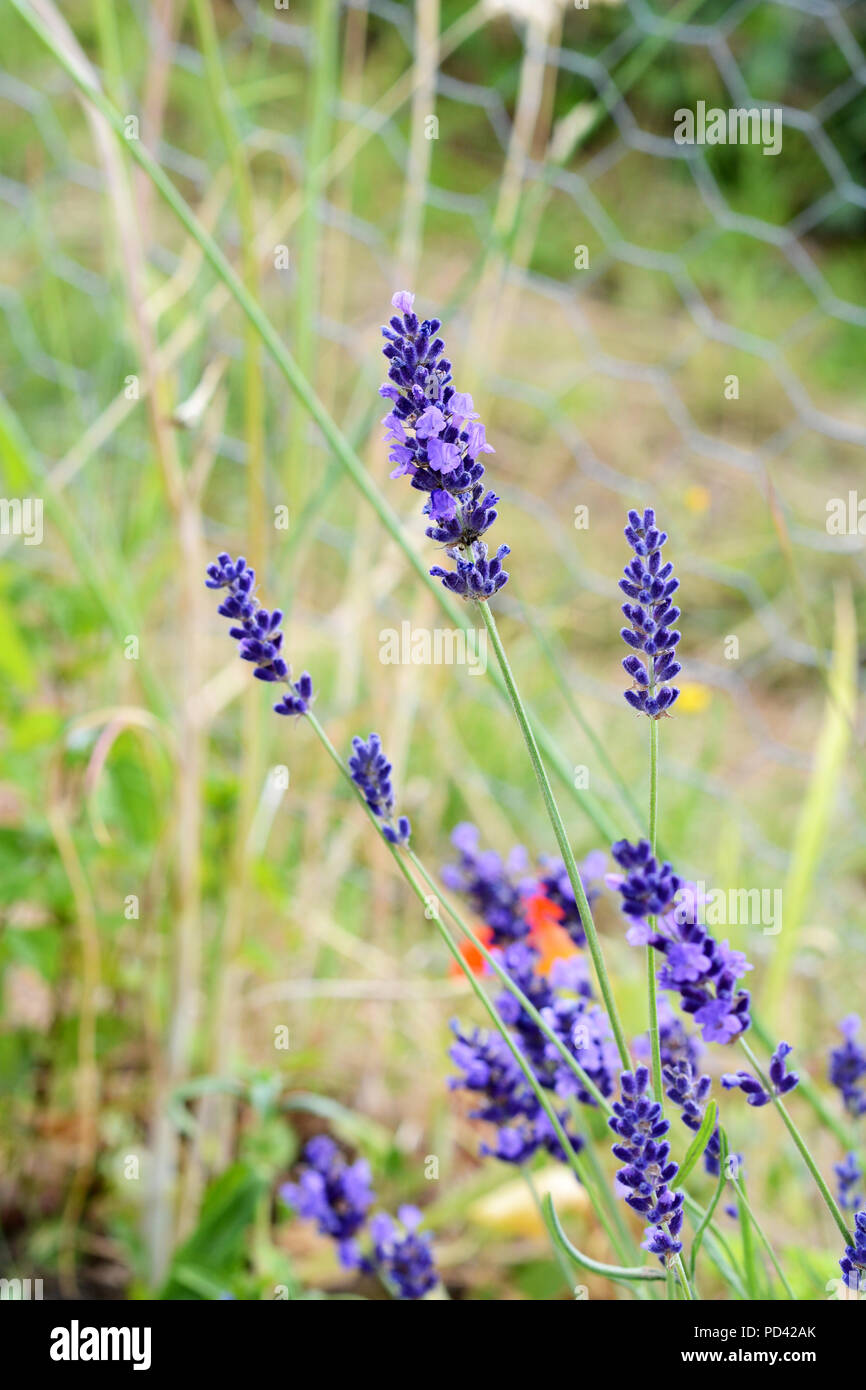 Stalks of aromatic lavender with small purple flowers Stock Photo