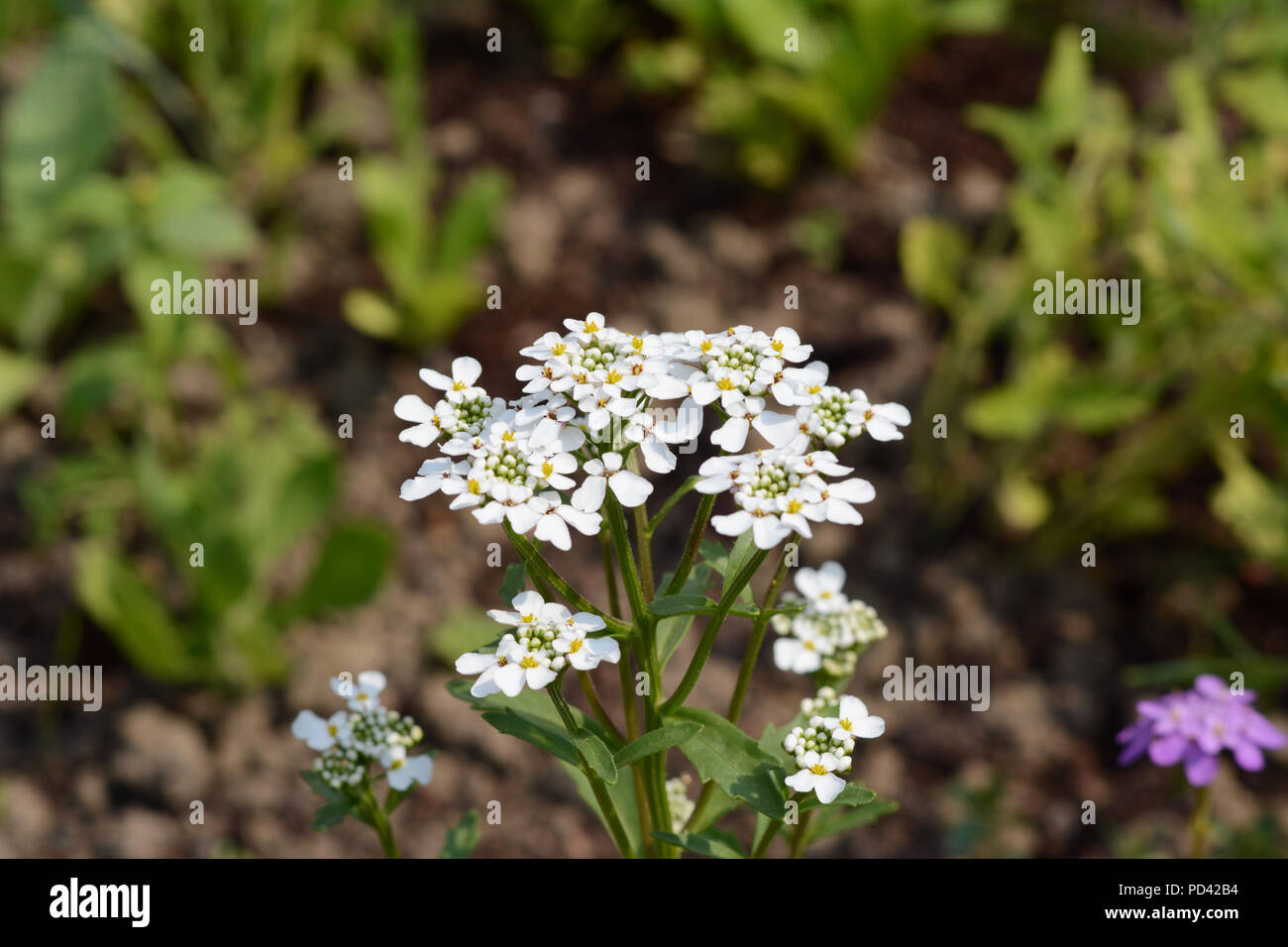 White candytuft flowers, iberis umbellata, in a garden Stock Photo