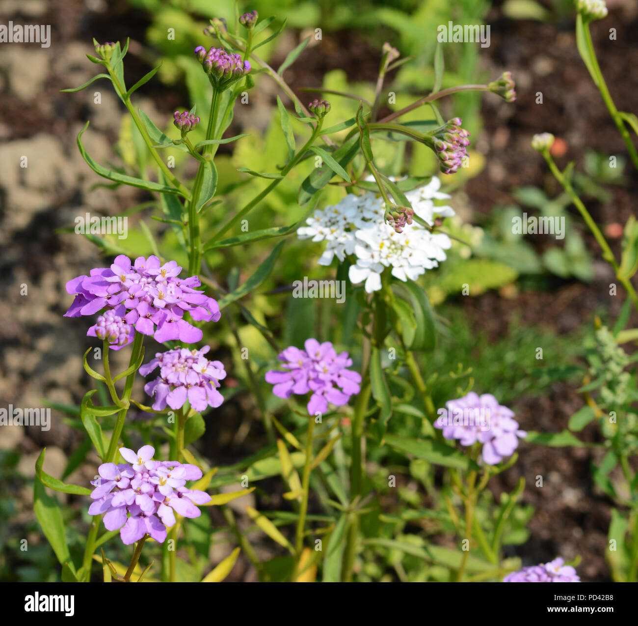 Purple and white candytuft flowers, iberis umbellata, blooming in a flower bed Stock Photo