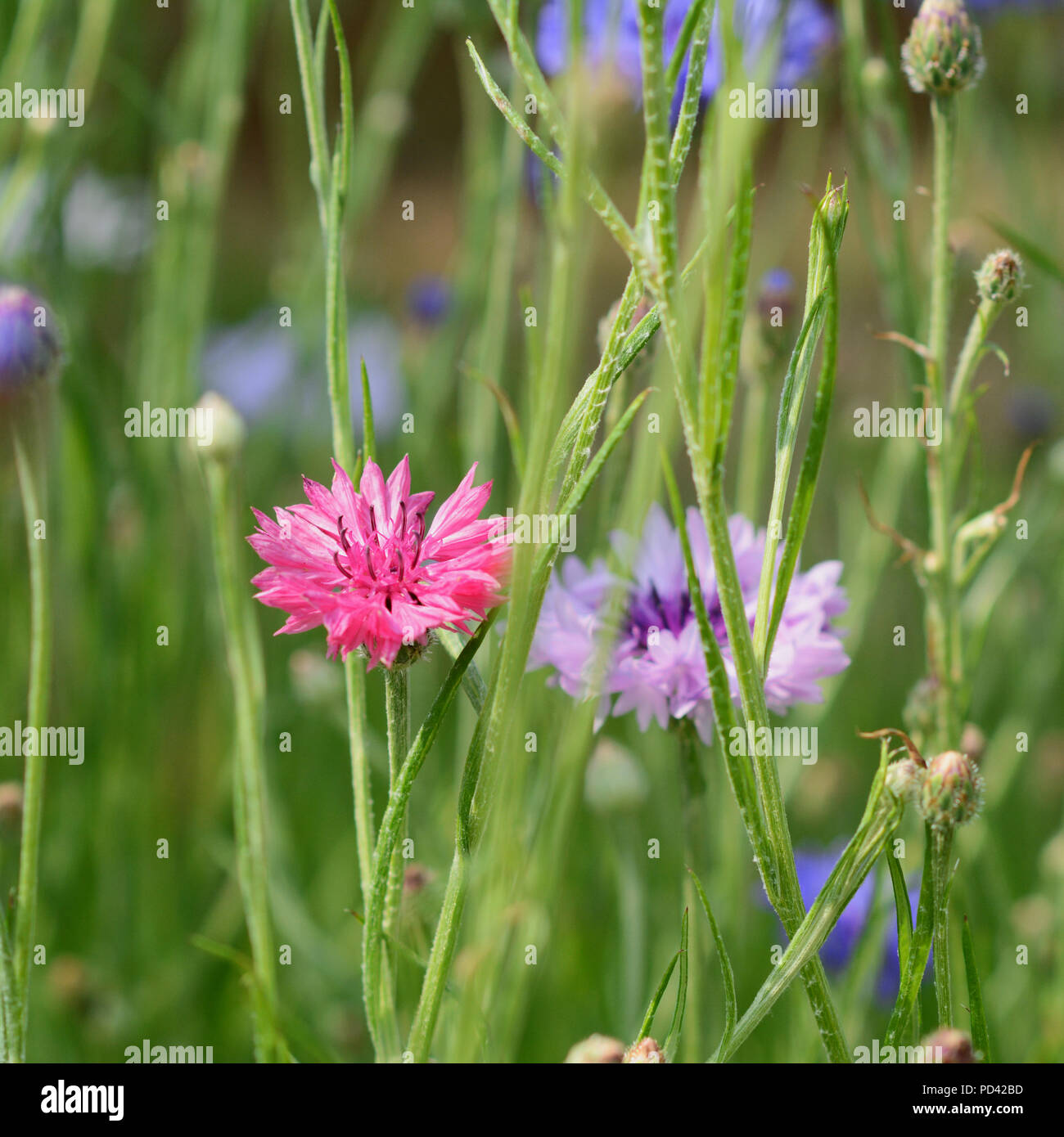 Bright pink cornflower - bachelors button - in selective focus among other flowers Stock Photo