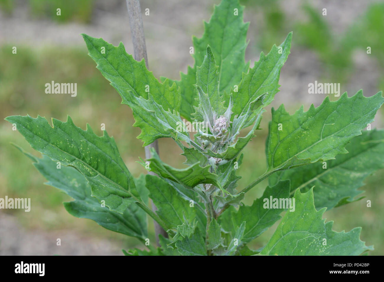 Growing quinoa plant with green leaves and developing head of grain