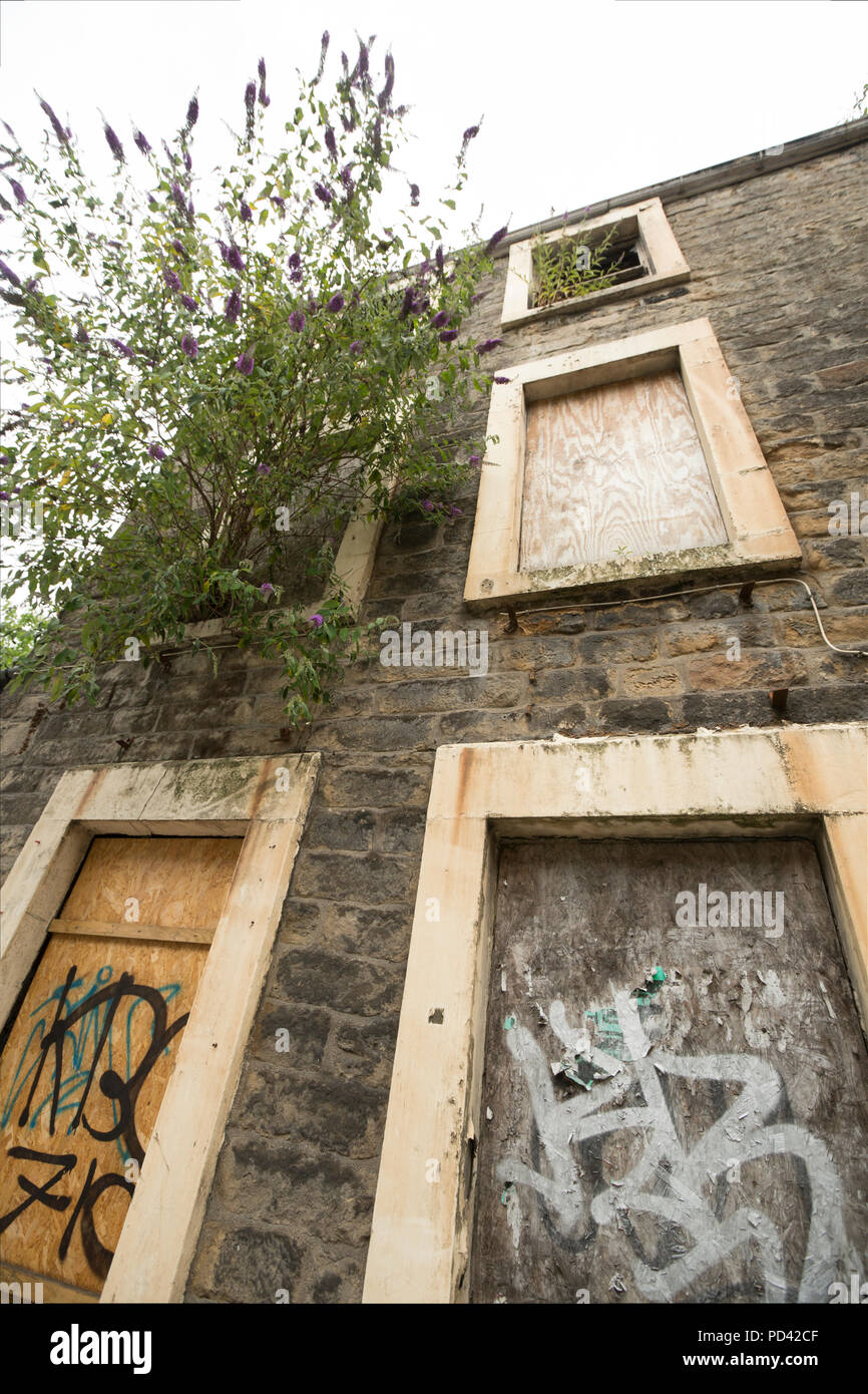 A derelict, boarded up building with Buddleja davidii growing out of one of its windows. Lancaster Lancashire England UK GB Stock Photo