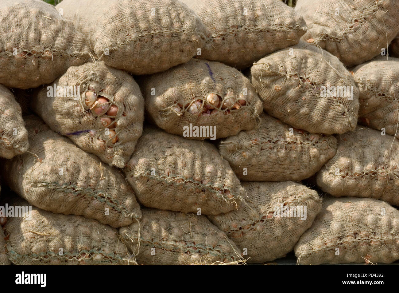 Activity of sorting & filling Onions in jute bags. Stock Photo