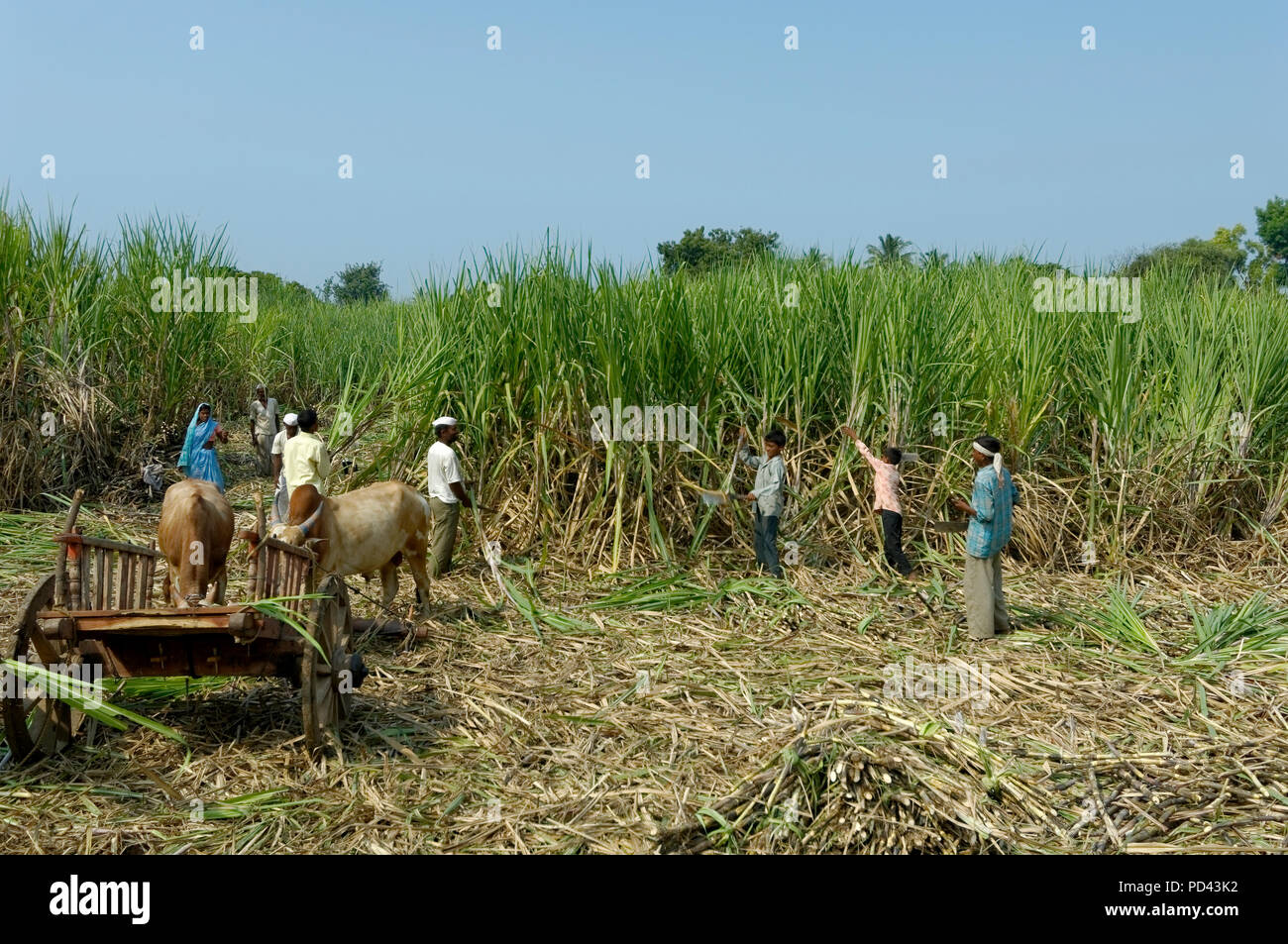 sugarcane plantation in Maharashtra,India Stock Photo Alamy