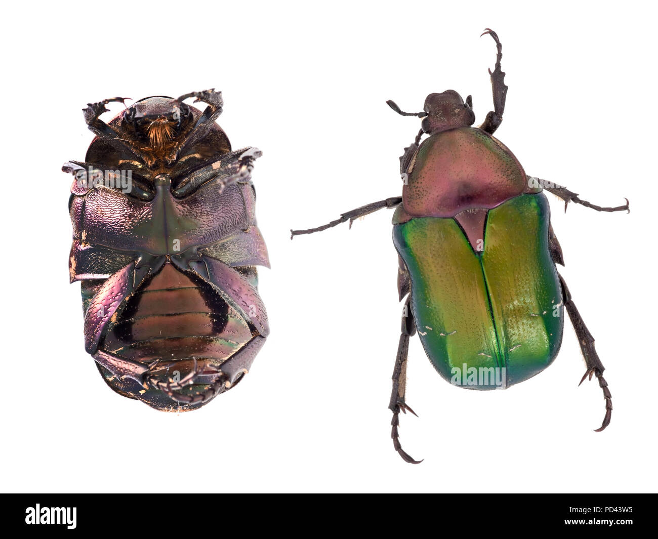 Rose chafer, Cetonia aurata, isolated on white background. Beautiful iridescent beetle. Top and underside. Stock Photo