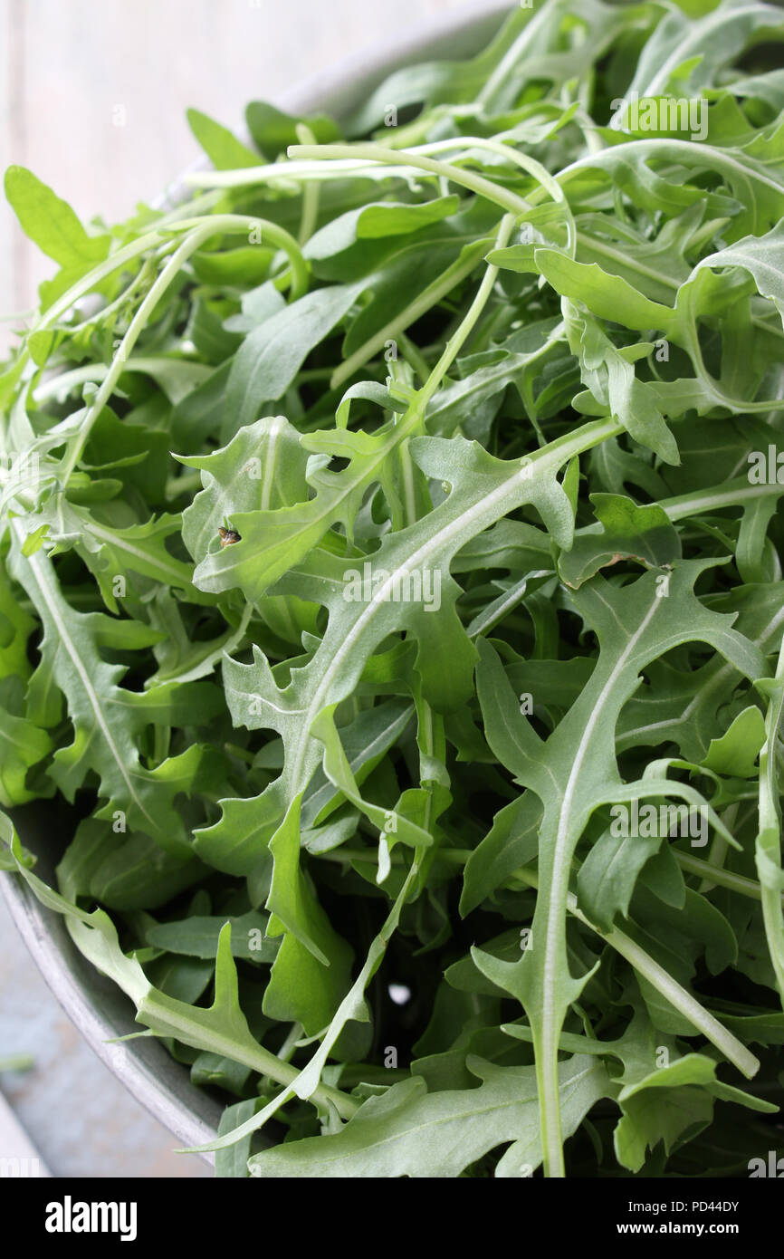 fresh salad leaves Stock Photo