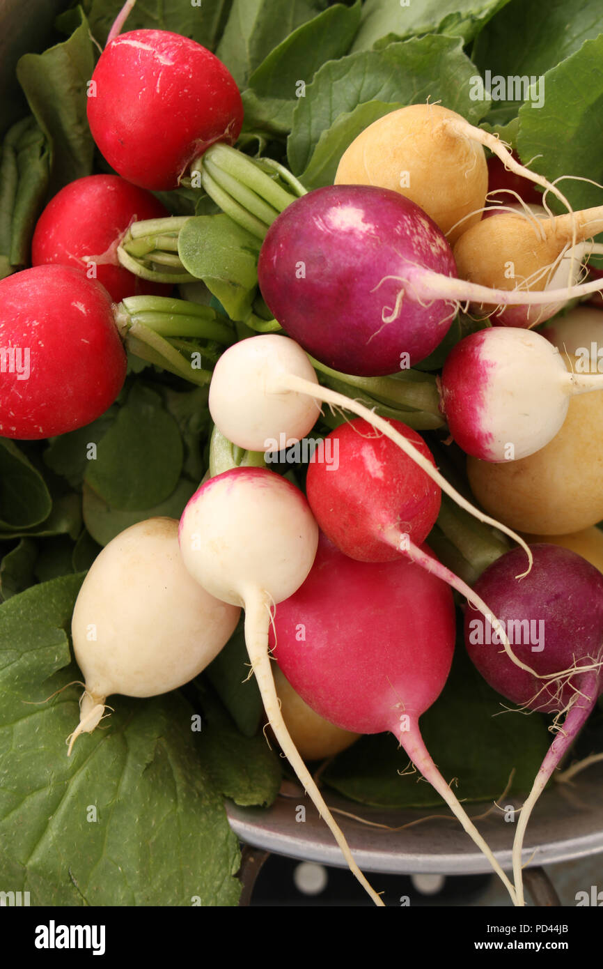 preparing mixed colour heritage radishes Stock Photo