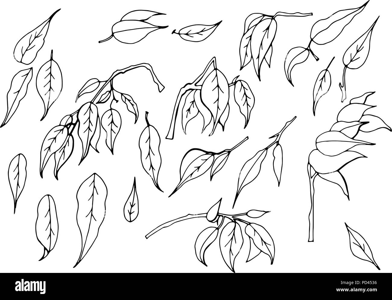 A set of black and white hand-drawn leaves of ficus benjamin on a white background Stock Vector