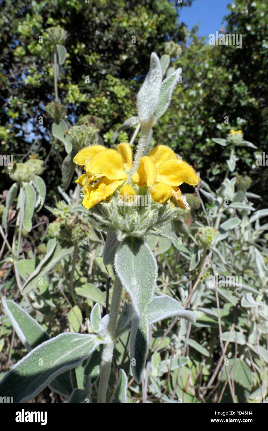 yellow Jerusalem sage (phlomis). Belongs to plant family of  lampwick plants. Stock Photo