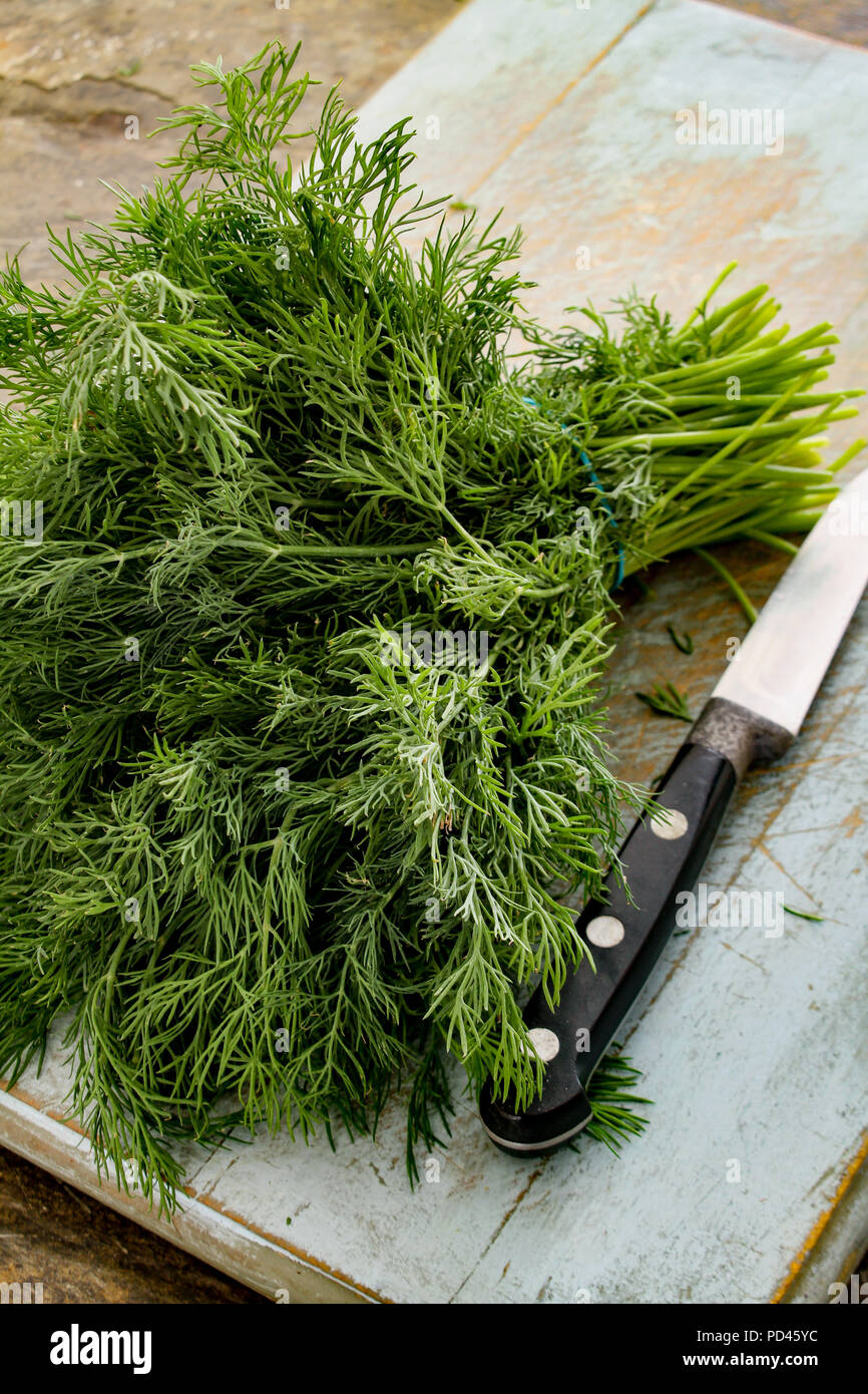 fresh dill herb in bunch Stock Photo Alamy