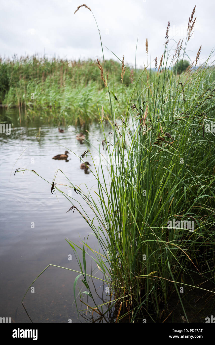 Tall marsh grass stalk hi-res stock photography and images - Alamy