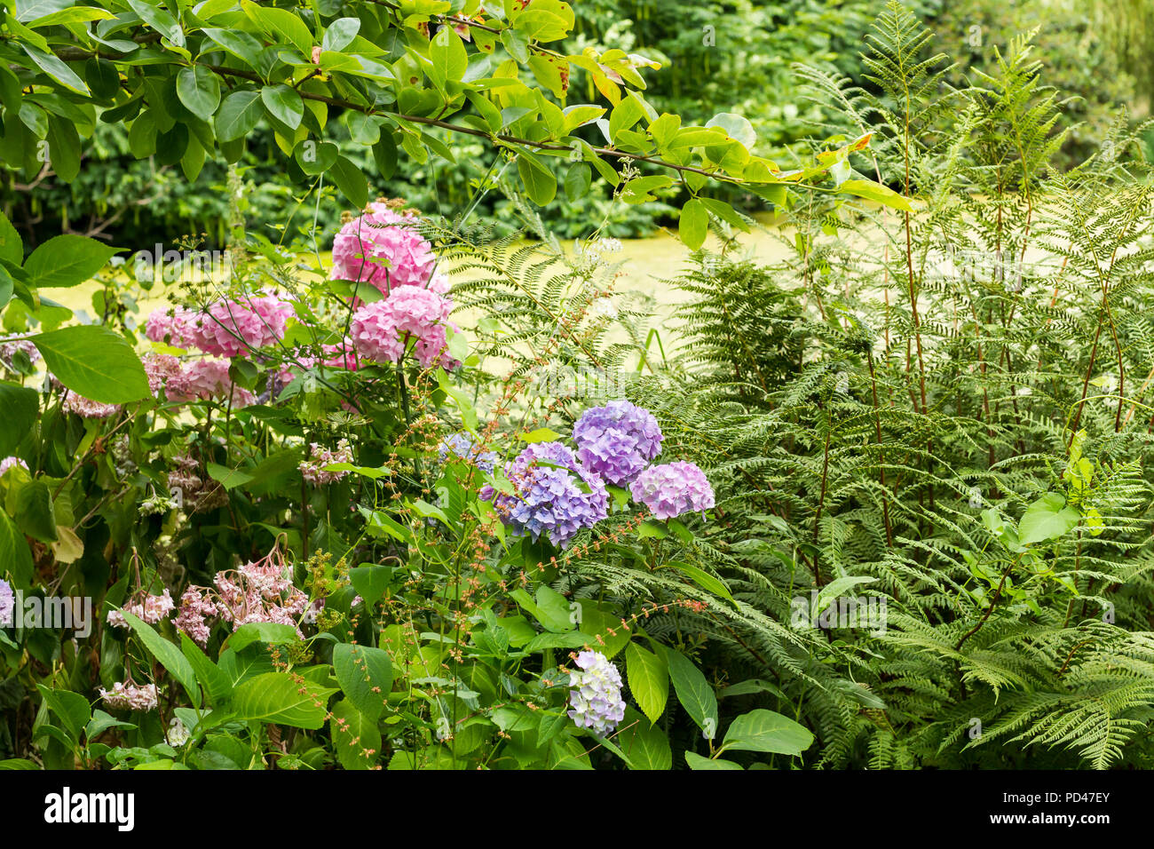 Pink and purple Hydrangea macrophylla flowers in summer, Hampshire ...