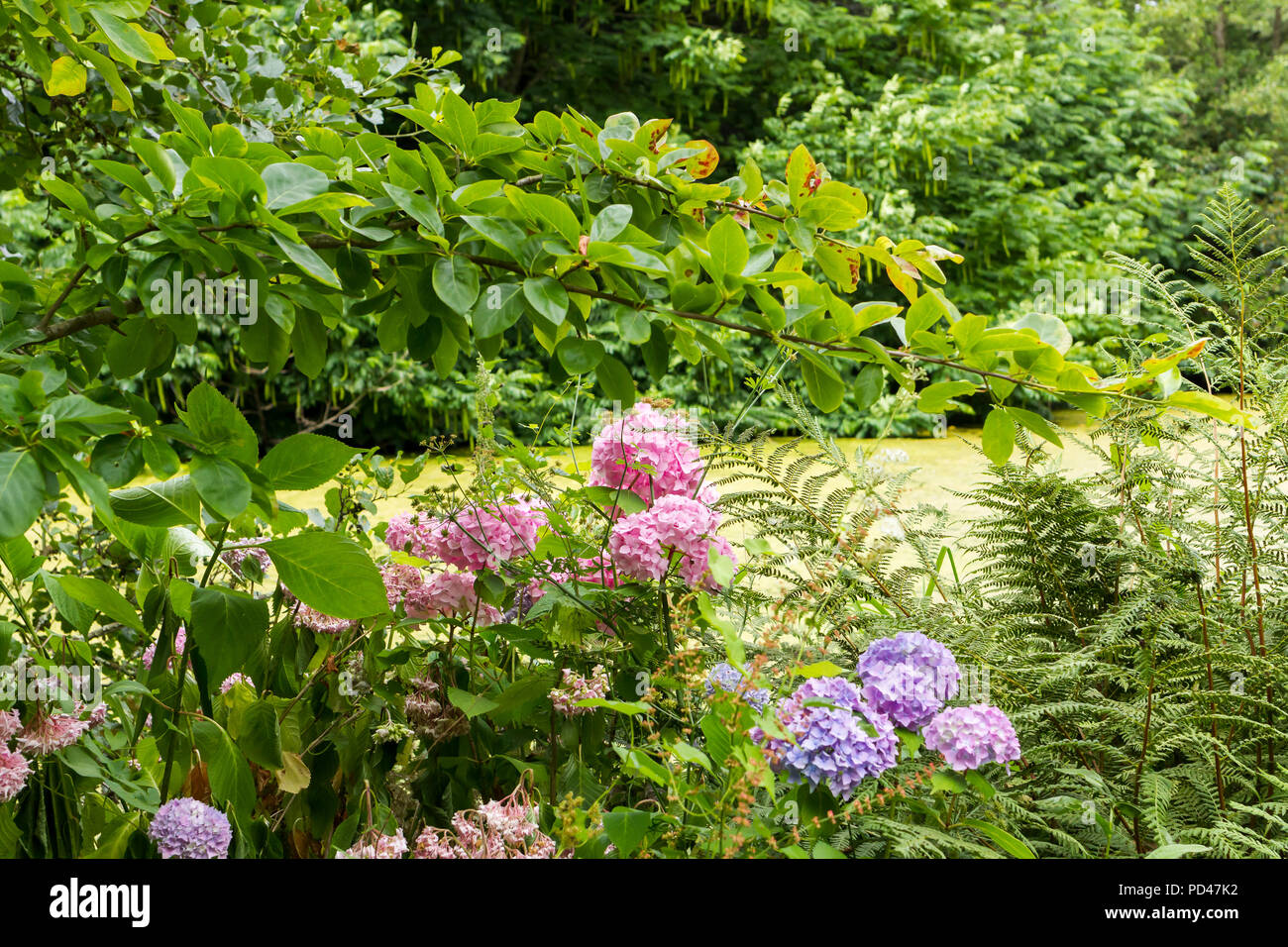 Pink and purple Hydrangea macrophylla flowers in summer, Hampshire ...
