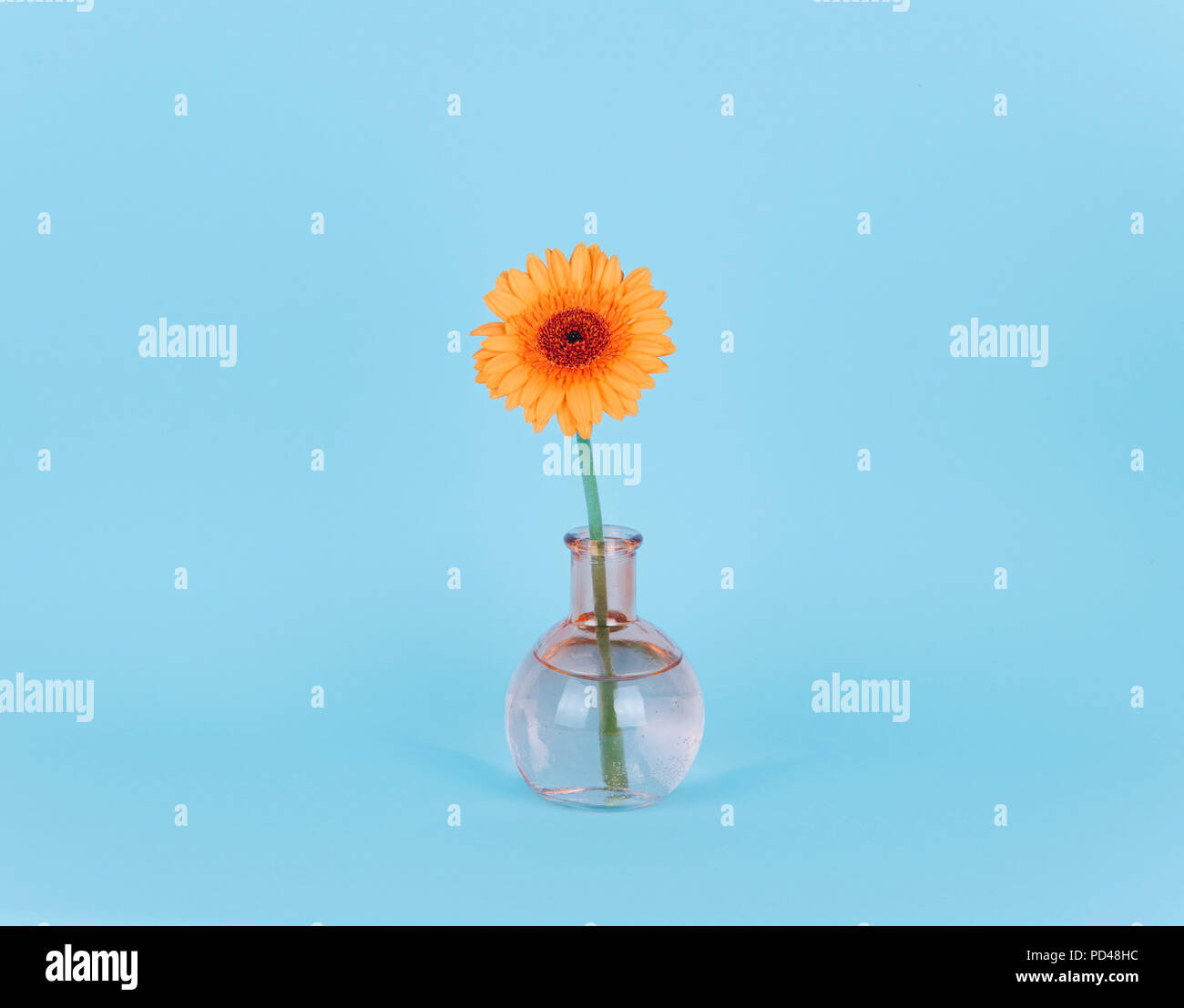 Orange daisy flower in a vase on trendy background. Stock Photo