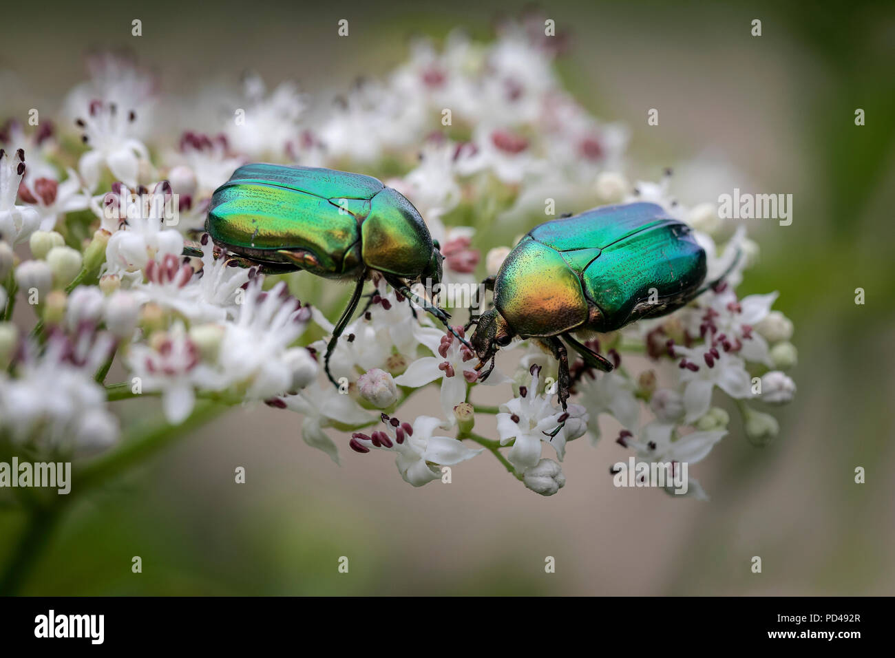 Rose Chafer Beetles Stock Photo