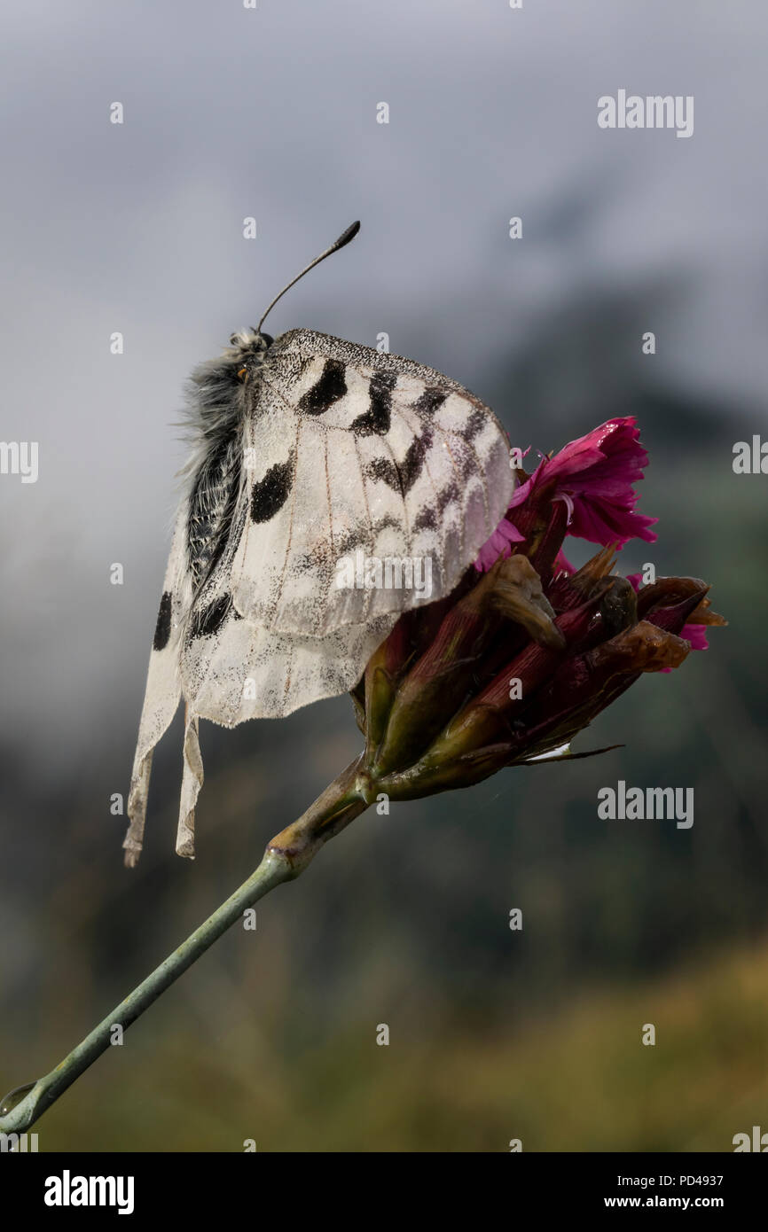 Apollo Butterfly Stock Photo