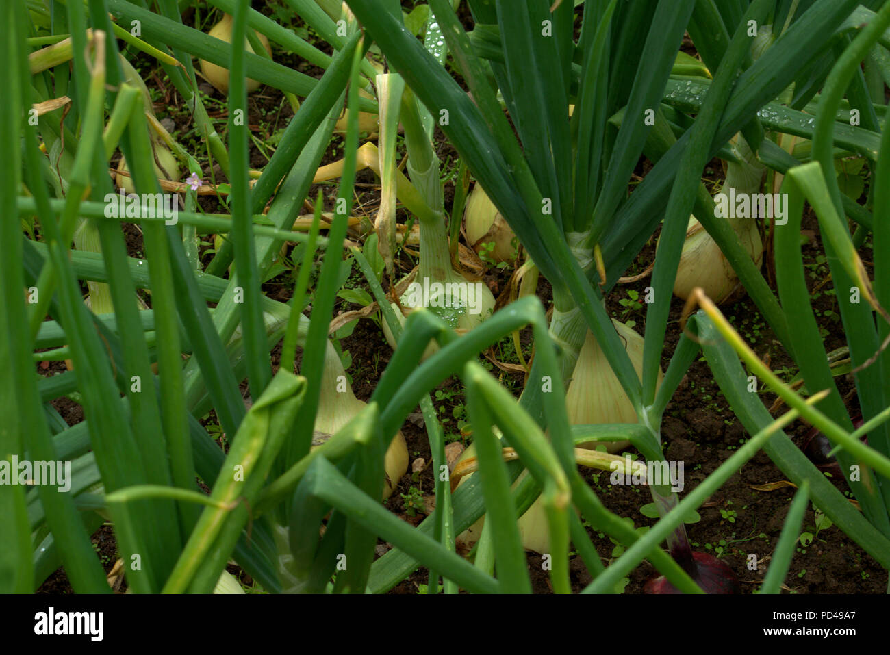 Bed of onions Stock Photo Alamy