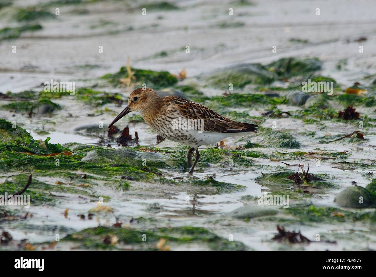 Calidris alpina, dunlin, Alpenstrandläufer, Helgoland, north sea, Nordsee, germany, Deutschland Stock Photo