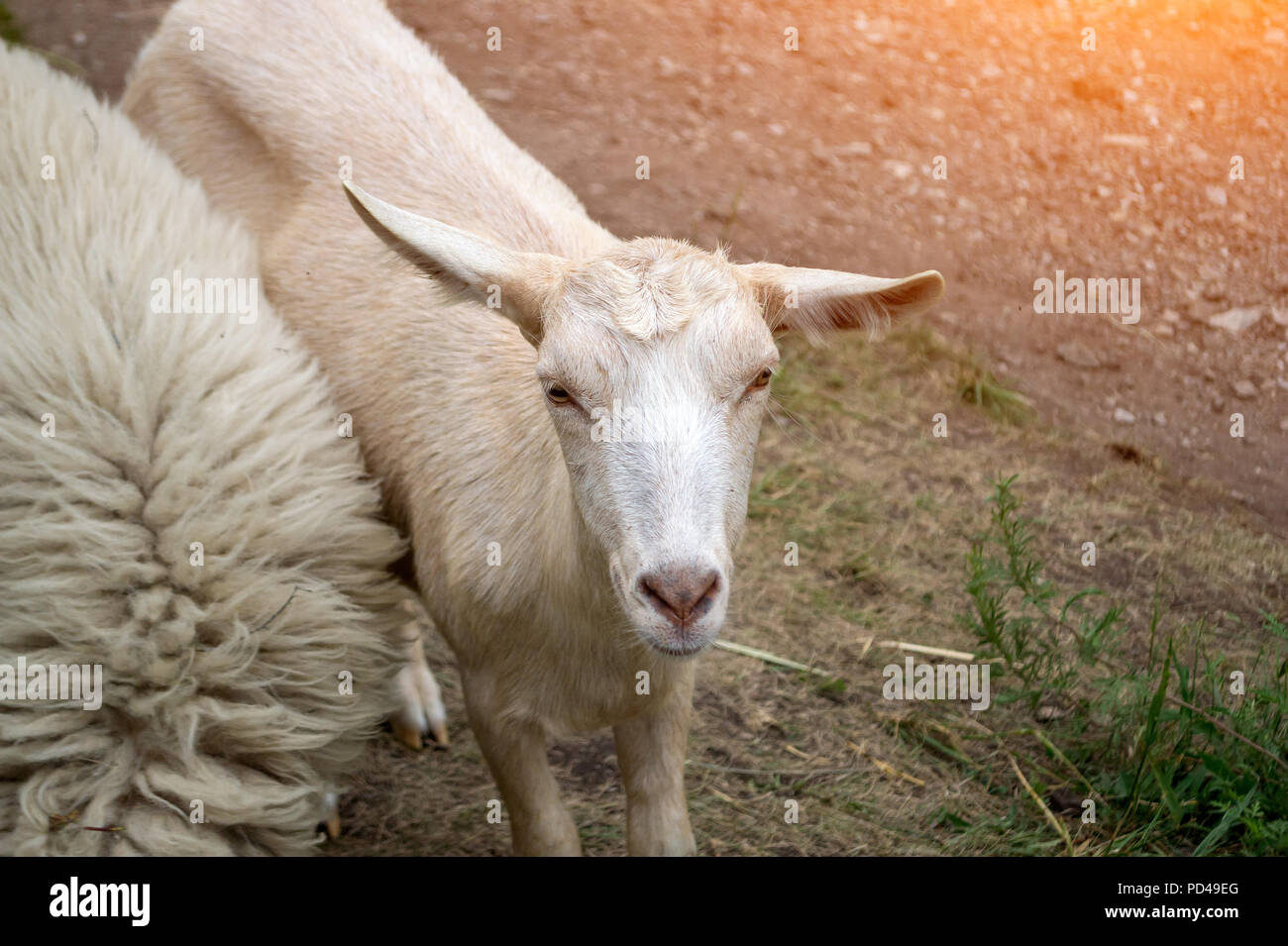 A white goat in the mountains of the Altai grazes on a green meadow ...