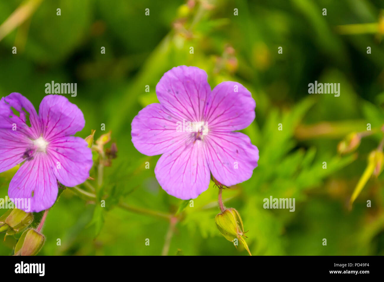 Azalea Rhododendron Simsii Close Up High Resolution Stock Photography ...