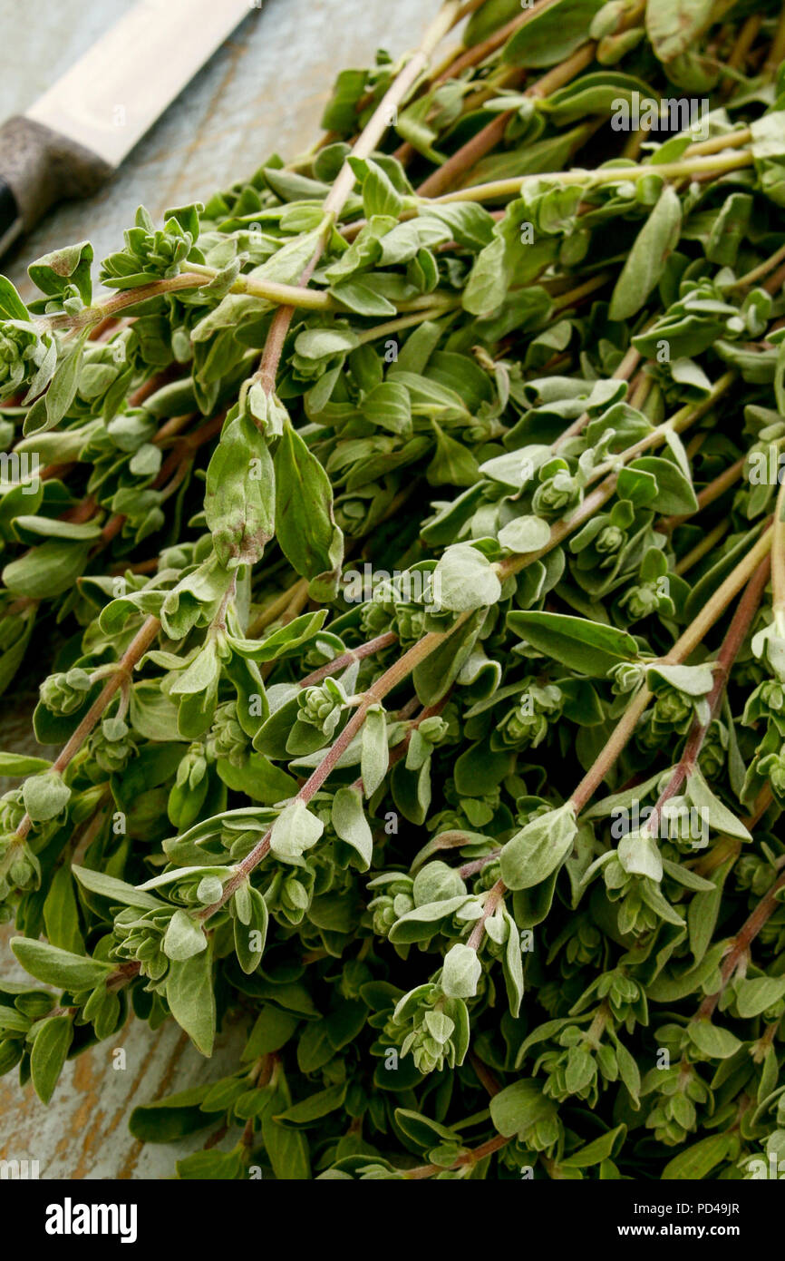 preparing fresh herb thyme Stock Photo Alamy