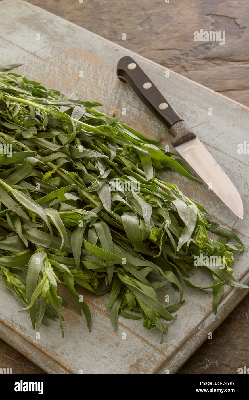 preparing fresh tarragon herb Stock Photo Alamy