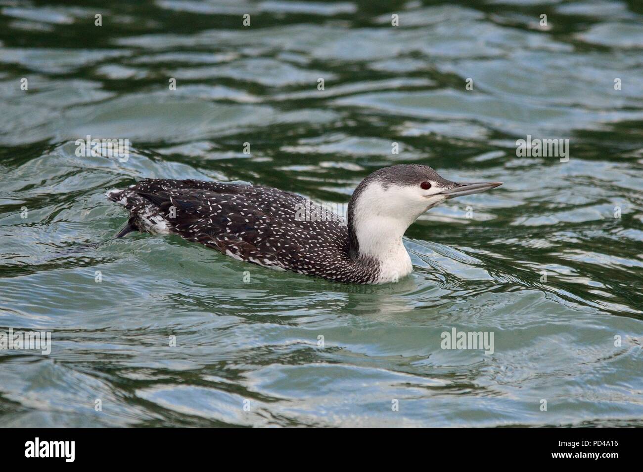 Gavia stellata, red-throated diver, red-throated loon, Sterntaucher, Helgoland, north sea, Nordsee, germany, Deutschland Stock Photo