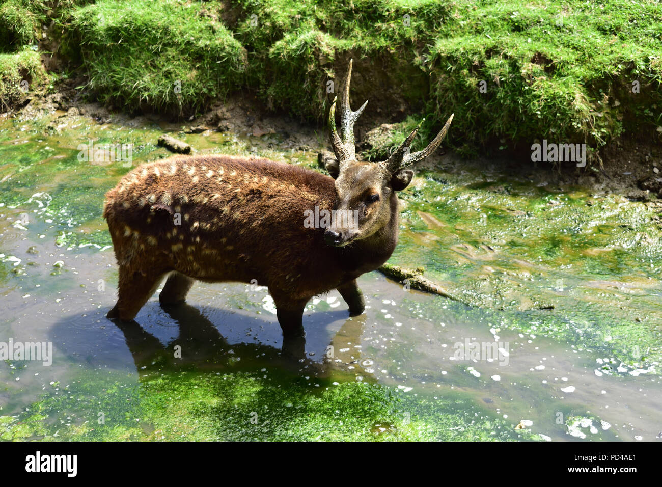 Philippine Spotted Deer Stock Photo