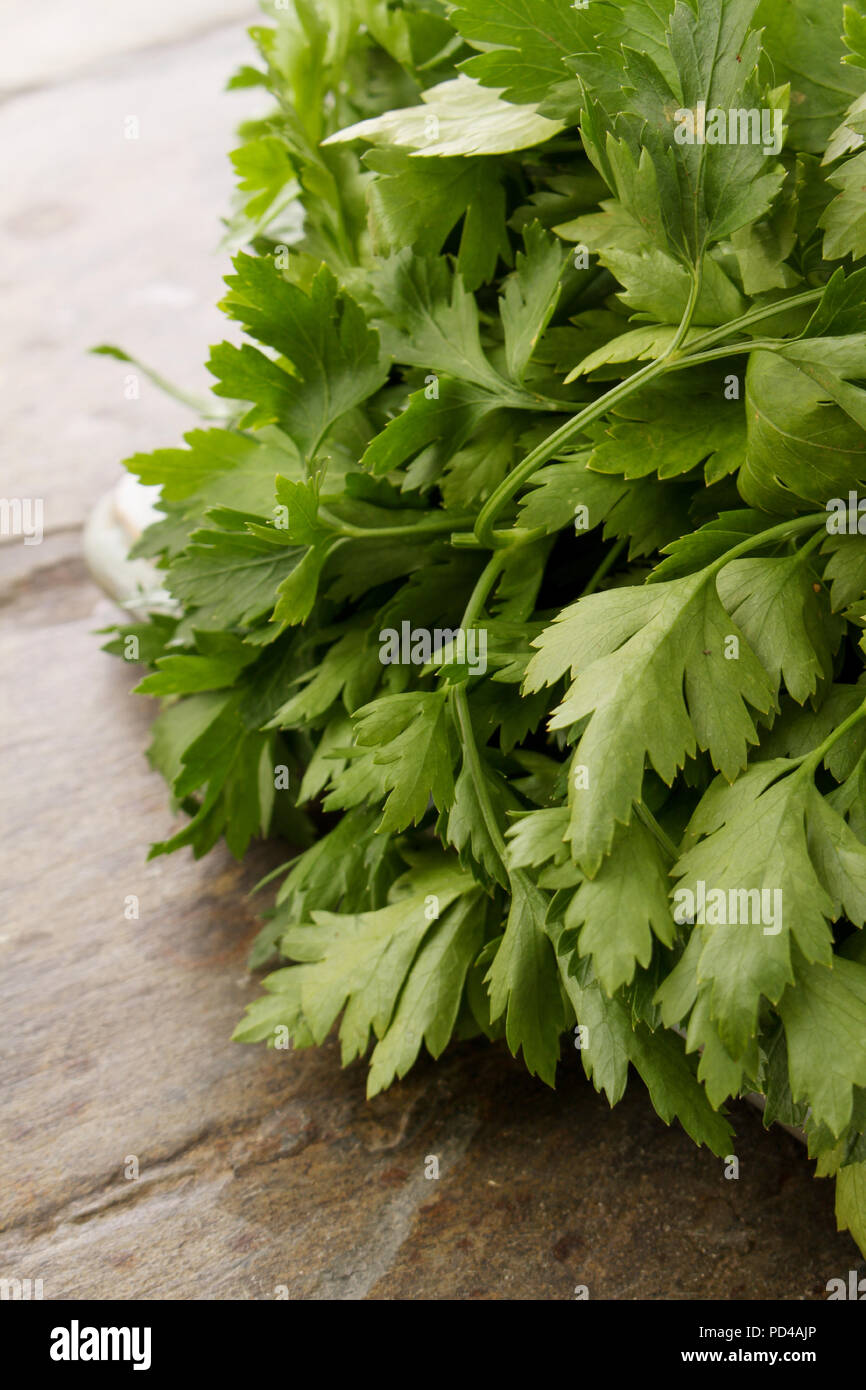 preparing fresh chervil herb in a bunch Stock Photo Alamy