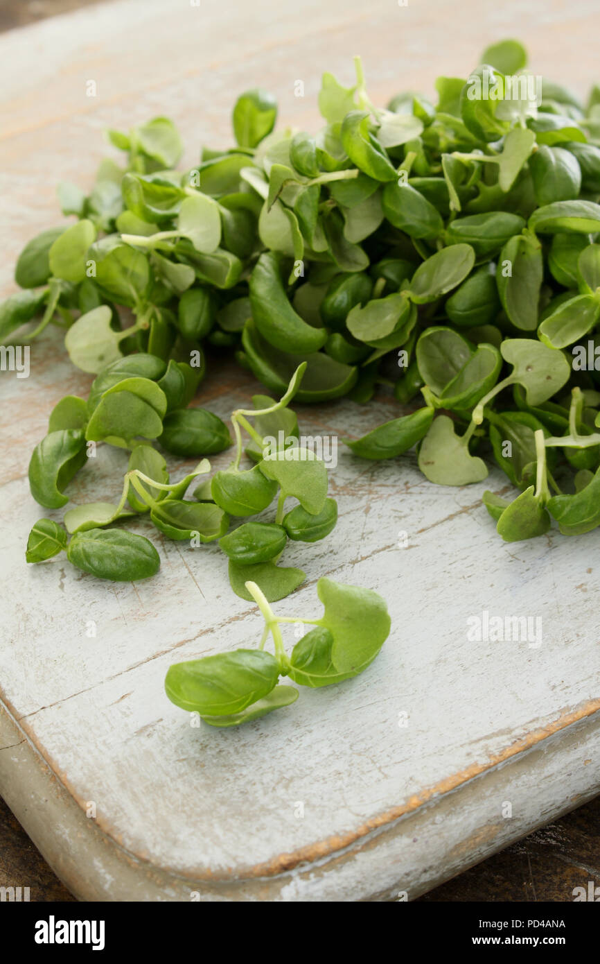 fresh micro herbs Stock Photo Alamy