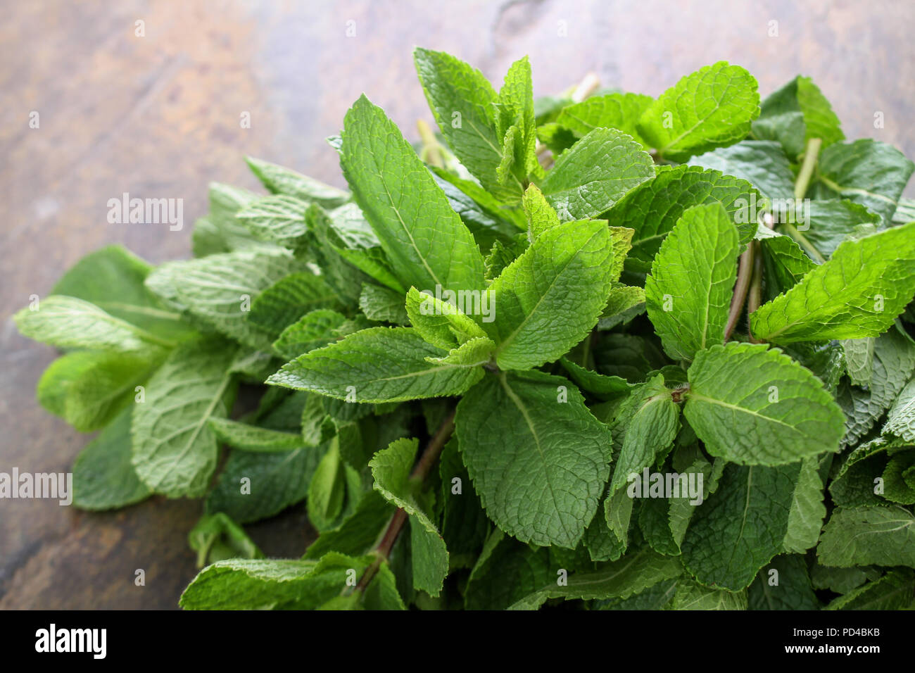 preparing fresh mint herb Stock Photo Alamy