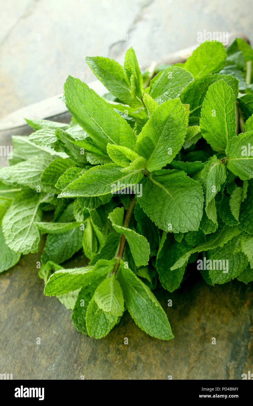 preparing fresh mint herb Stock Photo Alamy