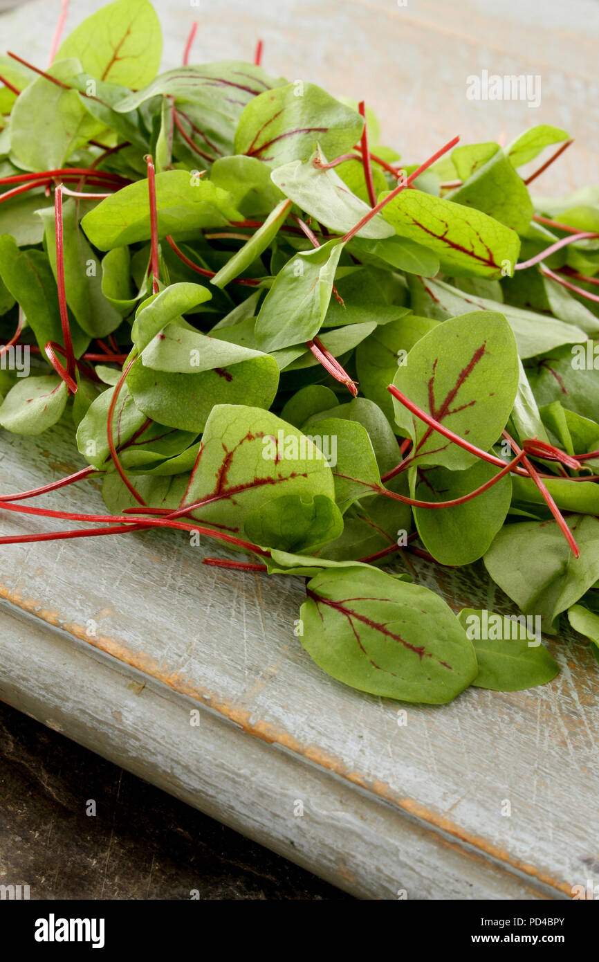 fresh salad leaves Stock Photo Alamy