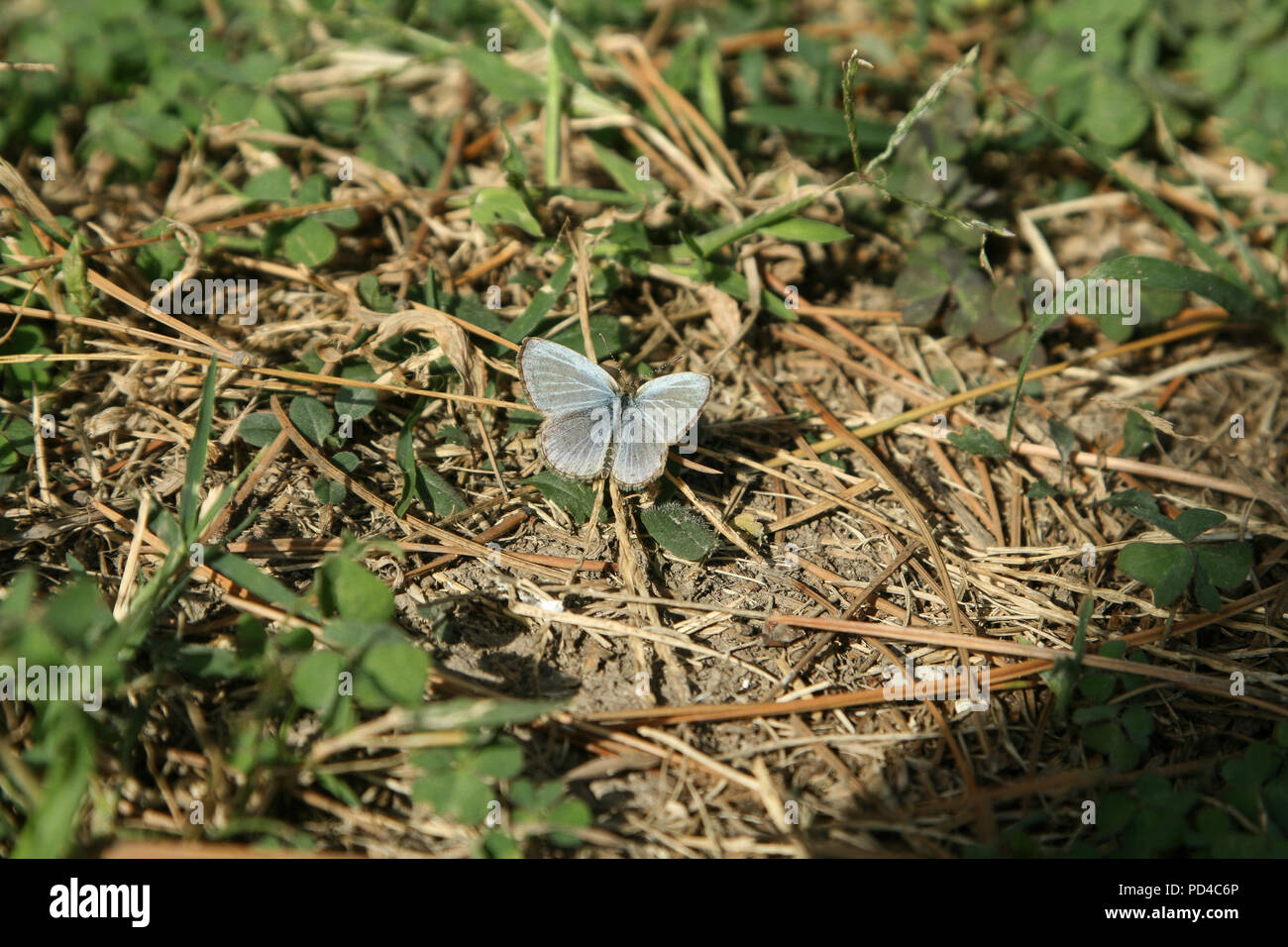 Small blue lycaenidae butterfly in the grass Stock Photo