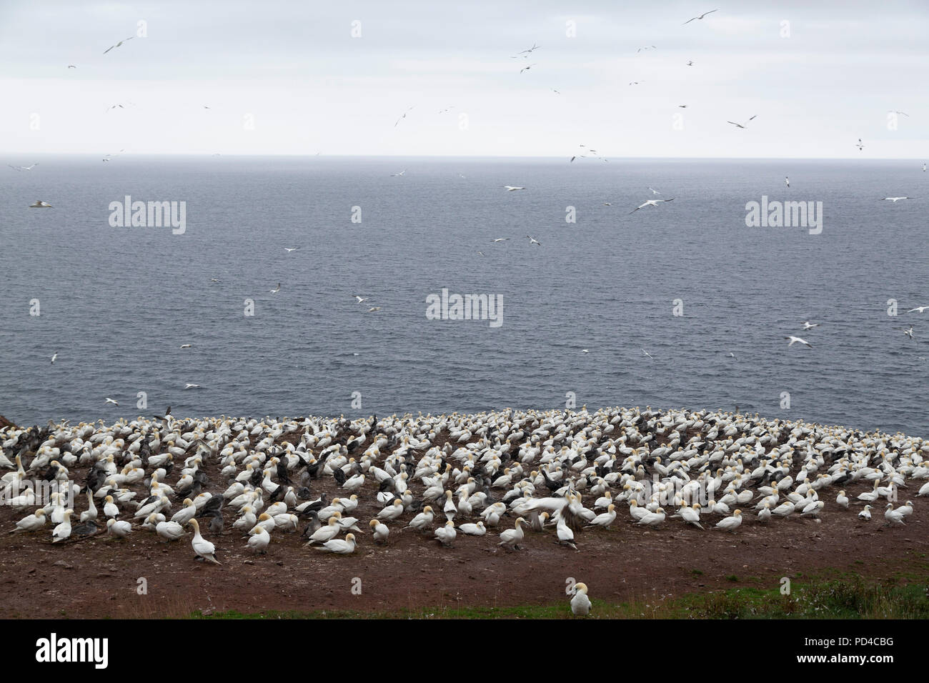 Northern gannet (Morus bassanus) nesting on Bonaventure Island, Canada. The island provides habitat to around 60,000 pairs of gannets. Stock Photo