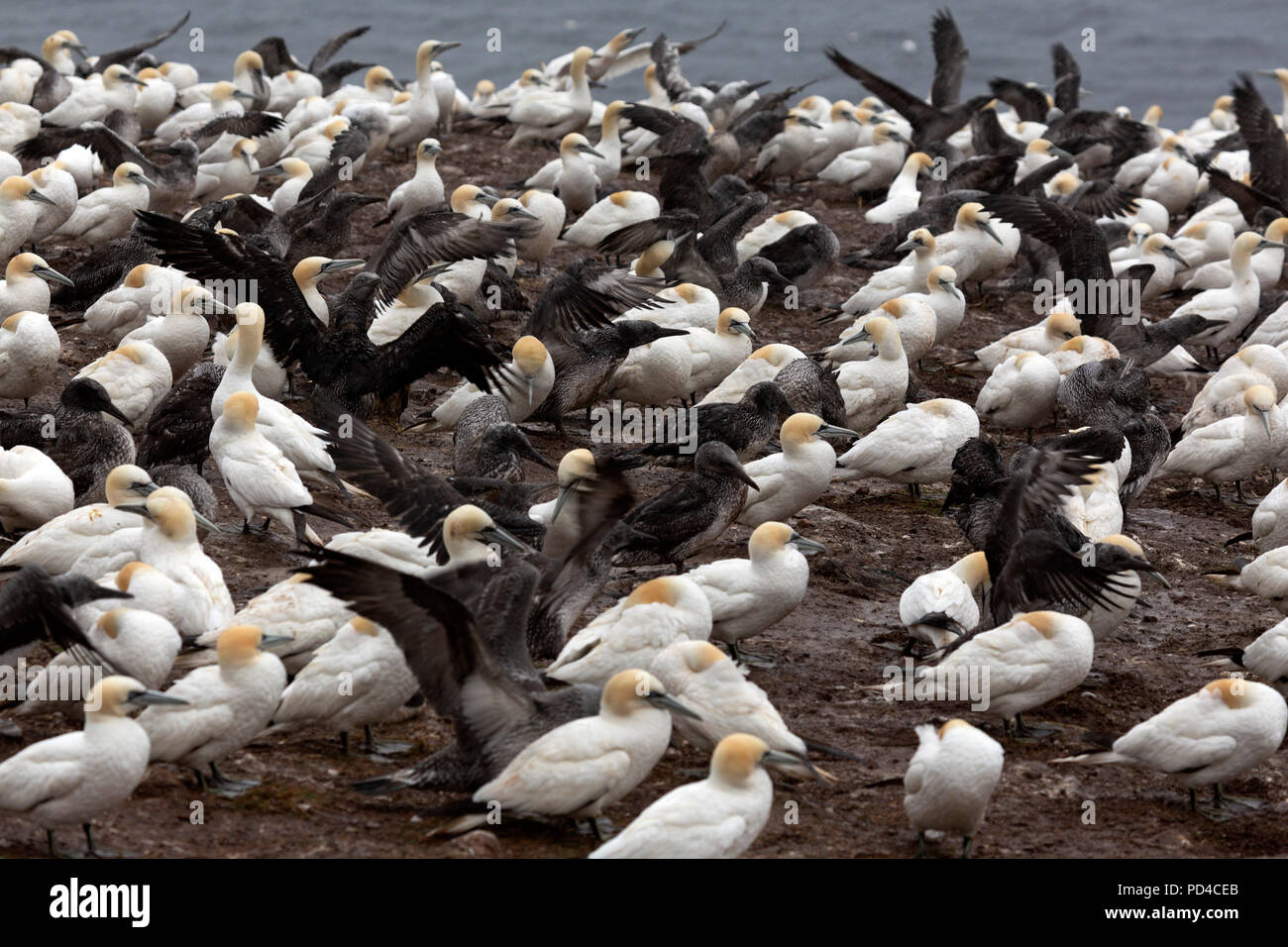 Northern gannet (Morus bassanus) nesting on Bonaventure Island, Canada. The island provides habitat to around 60,000 pairs of gannets. Stock Photo