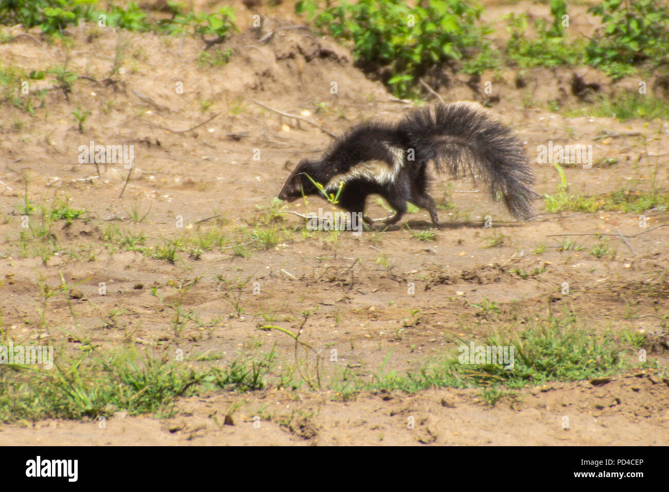 A skunk crossing the grass at Choluteca, Honduras Stock Photo