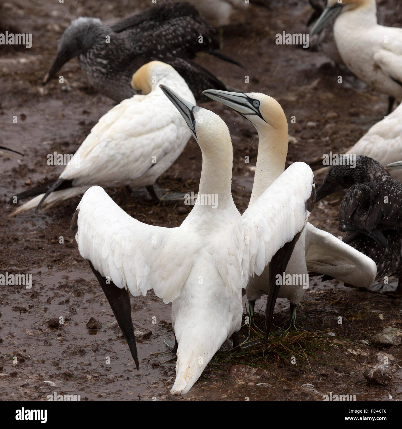 Northern gannet (Morus bassanus) nesting on Bonaventure Island, Canada. The island provides habitat to around 60,000 pairs of gannets. Stock Photo