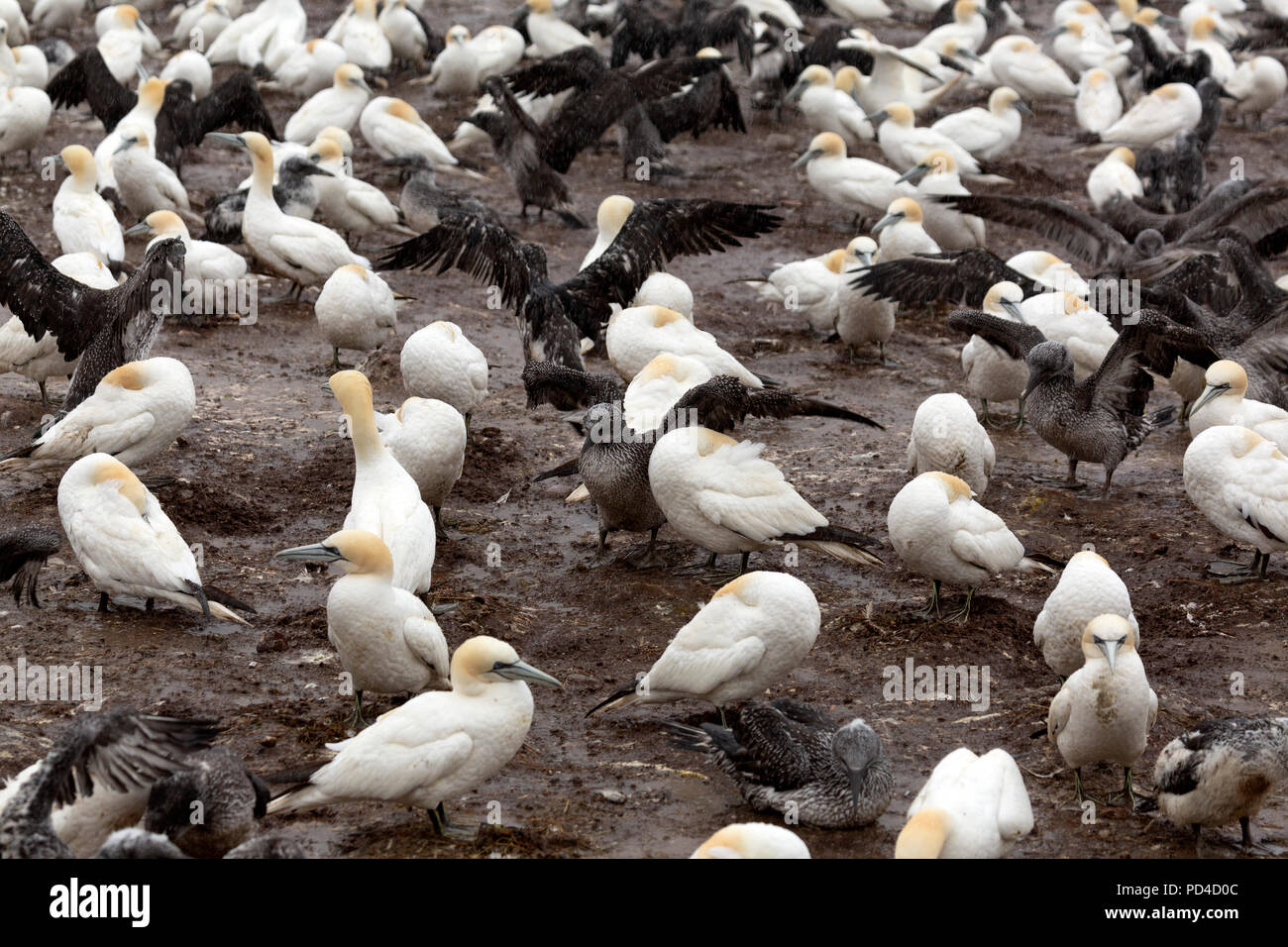 Northern gannets (Morus bassanus) on Bonaventure Island, Canada. The island is home to one of the world's largest northern gannet colonies. Stock Photo