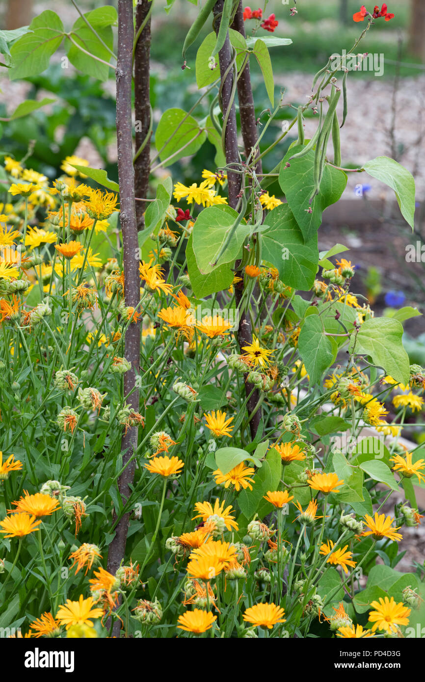 Calendula officinalis. marigold flowers growing underneath runner beans on an allotment. UK Stock Photo