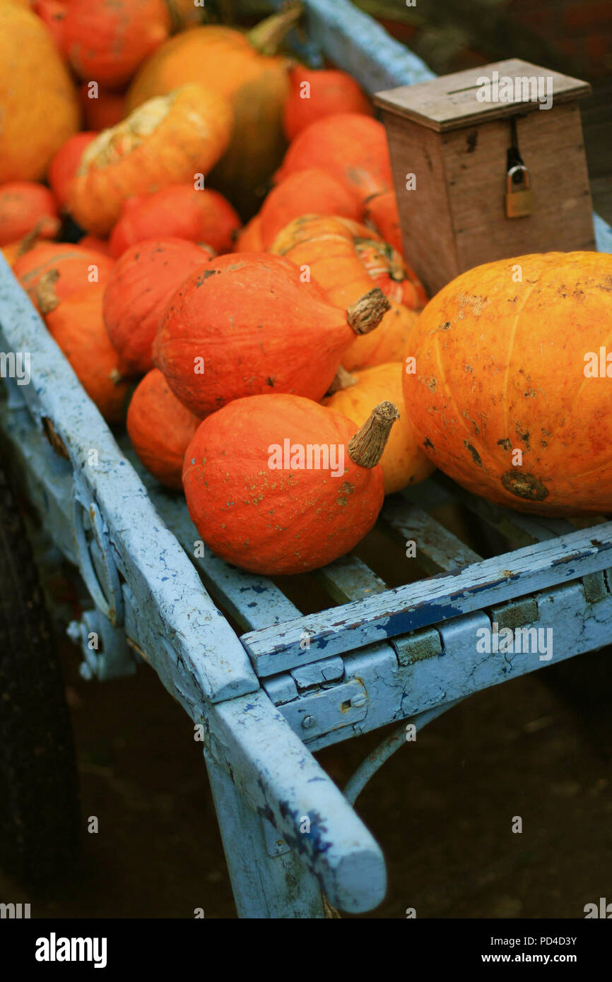 fresh pumpkin fruit Stock Photo Alamy