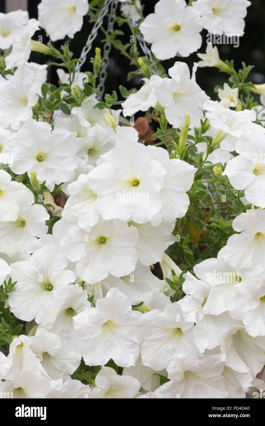 Flowers in hanging basket white hires stock photography and images Alamy