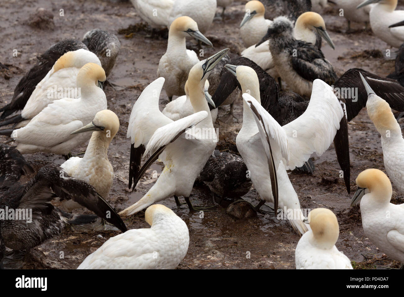 Northern gannets (Morus bassanus) on Bonaventure Island, Canada. The island is home to one of the world's largest northern gannet colonies. Stock Photo