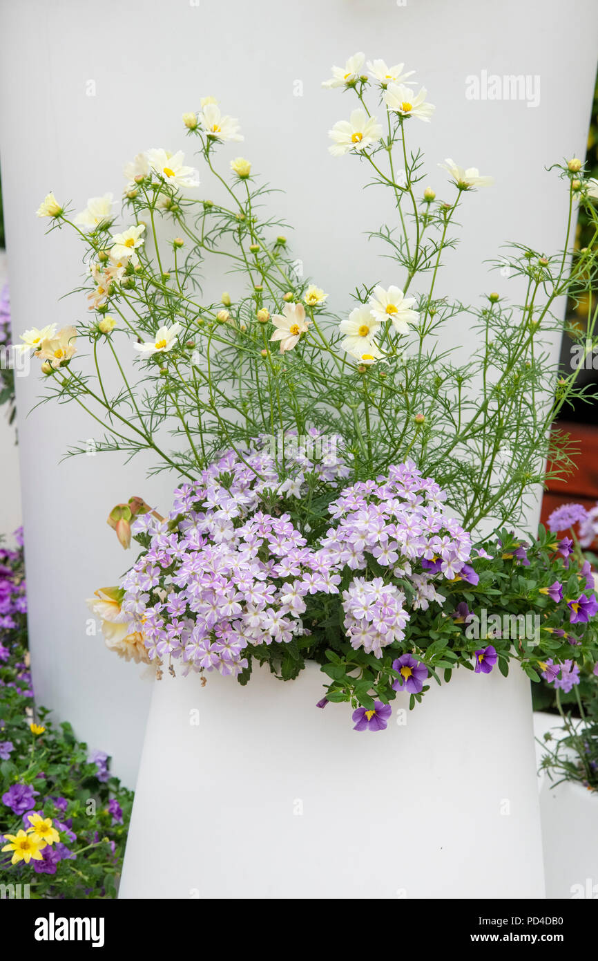 Phlox and Cosmos Xanthos lemon sherbet flowers on a flower show display. UK Stock Photo