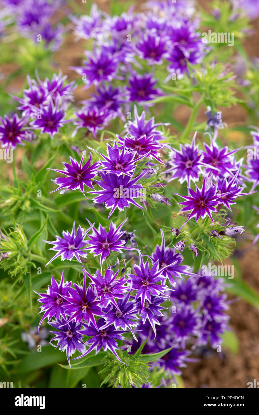 Phlox F1 ‘Popstars deep purple’ flowers Stock Photo
